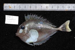 Image of Brown Unicornfish