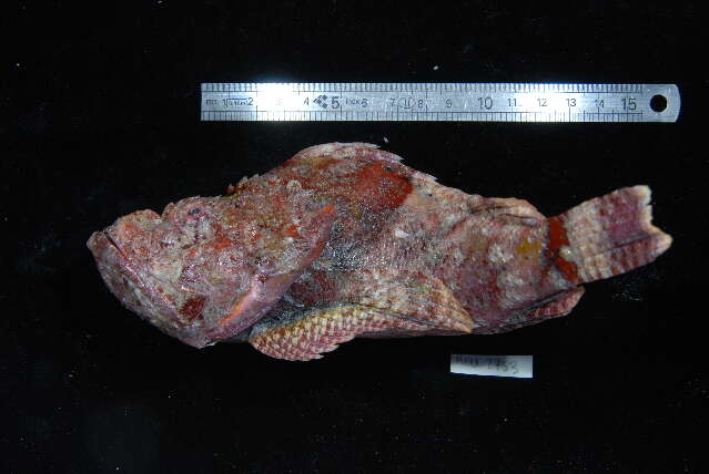 Image of Devil scorpionfish