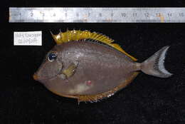 Image of Elegant Unicornfish