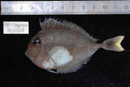 Image of Brown Unicornfish