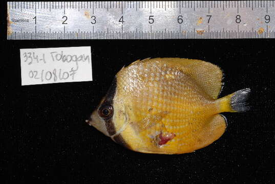 Image of Blacklip Butterflyfish