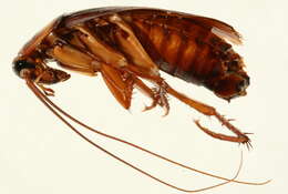 Image of american cockroach, ship cockroach