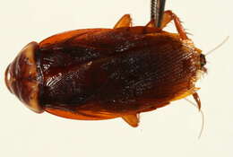 Image of american cockroach, ship cockroach