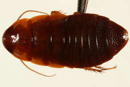 Image of cockroaches and termites