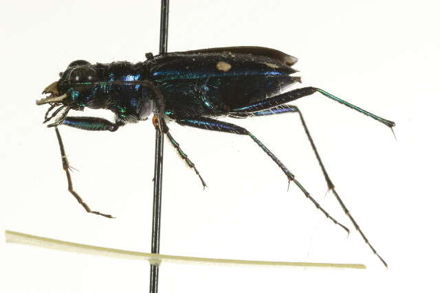 Image of Six Spotted Tiger Beetle