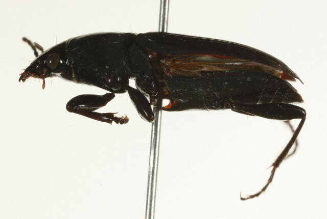 Image of Pterostichus (Bothriopterus) mutus (Say 1823)