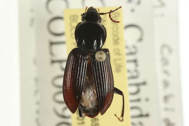 Image of Pterostichus (Bothriopterus) mutus (Say 1823)