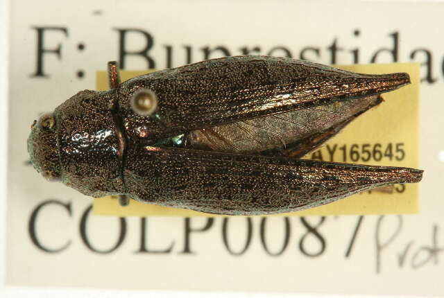 Image of Flatheaded Hardwood Borer