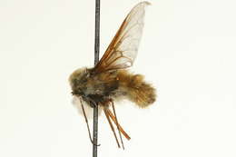 Image of Bombylius validus Loew 1863