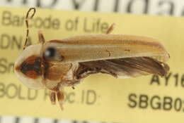 Image of <i>Photuris pensylvanica</i>