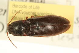 Image of <i>Hemicrepidius memnonius</i>