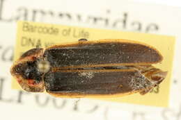 Image of Pyractomena