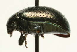 Image of Klamath Weed Beetle