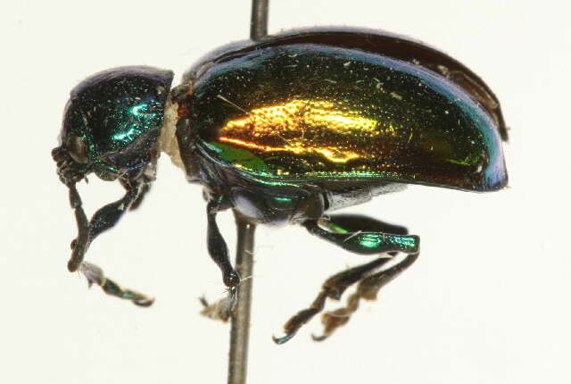 Image of Dogbane Beetle