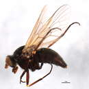 Image of Symphoromyia