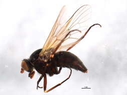 Image of Symphoromyia