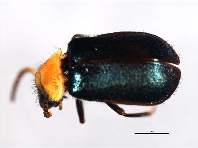 Image of Malachiusidae