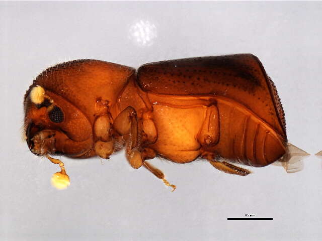 Image of Scolytus