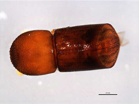 Image of Scolytus