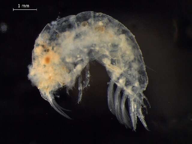 Image of Alicelloidea Lowry & De Broyer 2008