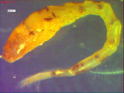 Image of Bodotriidae T. Scott 1901