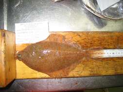 Image of Yellowtail flounder