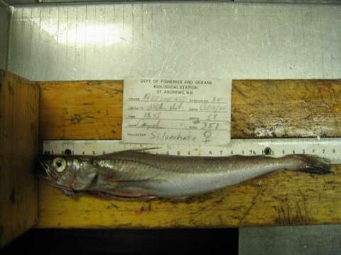 Image of Atlantic hake