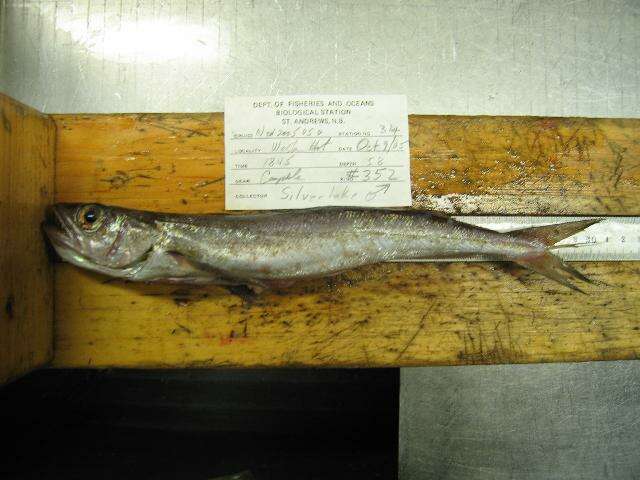 Image of Atlantic hake