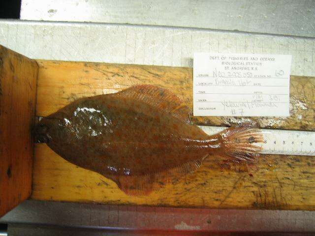 Image of Yellowtail flounder