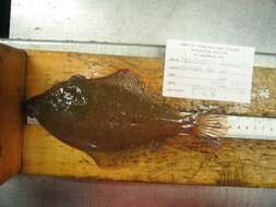 Image of Yellowtail flounder