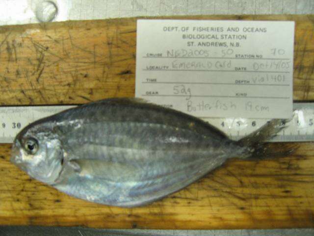Image of American butterfish