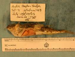 Image of Arctic Staghorn Sculpin