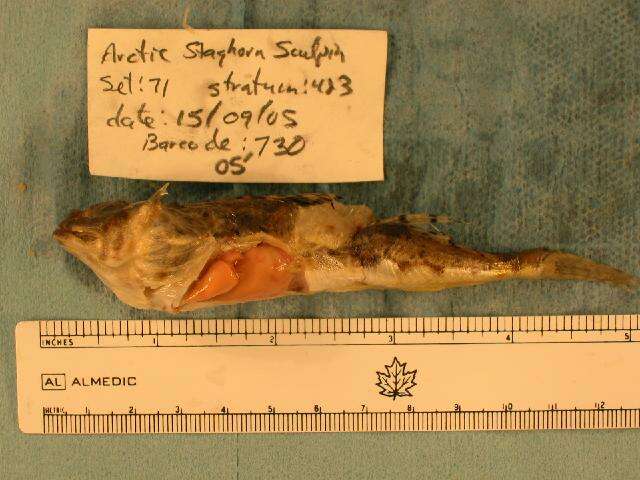 Image of Arctic Staghorn Sculpin