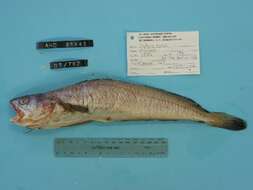 Image of White hake