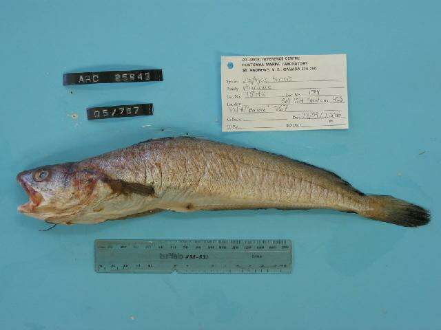 Image of White hake