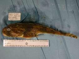 Image of Longhorn sculpin