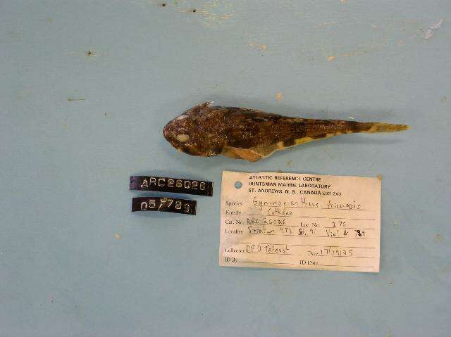 Image of Arctic Staghorn Sculpin