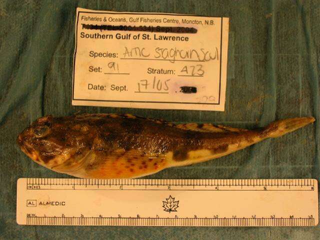 Image of Arctic Staghorn Sculpin