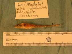 Image of Arctic Alligatorfish