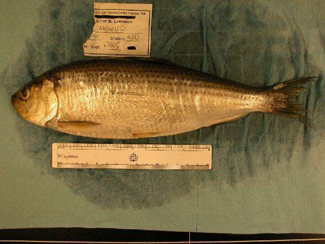Image of Alewife