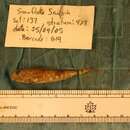 Image of Arctic hookear sculpin