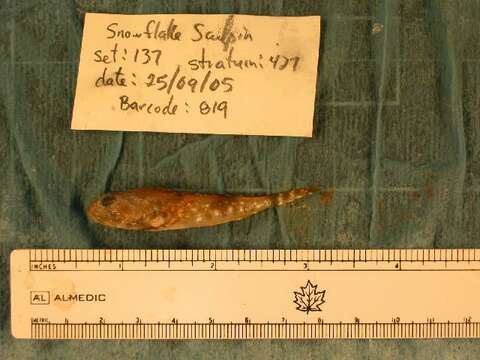 Image of Arctic hookear sculpin