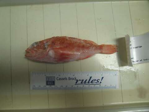 Image of Blackbelly Rosefish