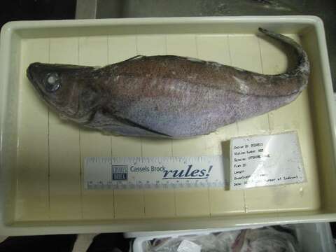 Image of Offshore Hake