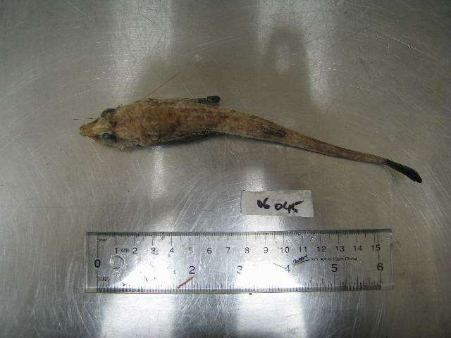 Image of Leptagonus