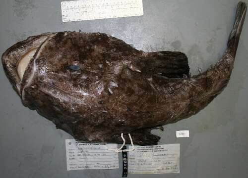 Image of Goosefish