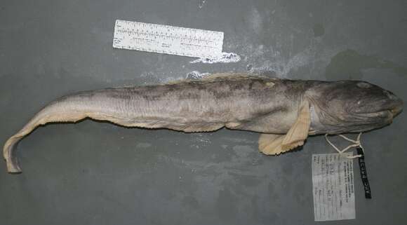 Image of Ocean pout