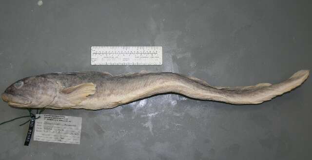 Image of Ocean pout