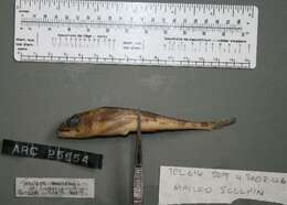 Image of Bigeye sculpin