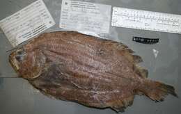 Image of Hippoglossina